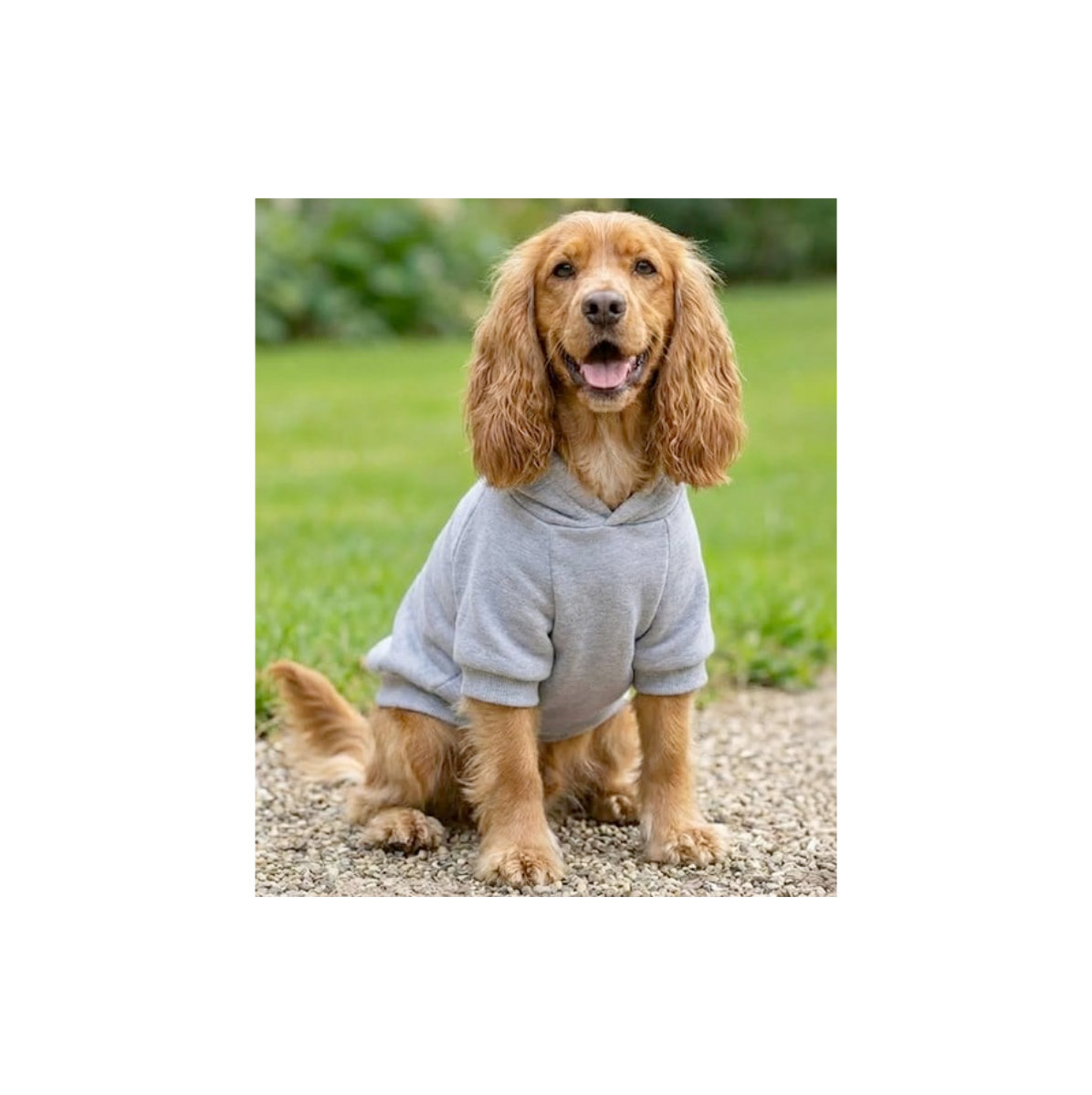 Dog Hoodie